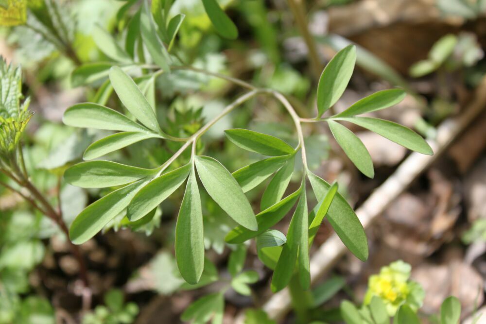 Image of Corydalis subjenisseensis specimen.