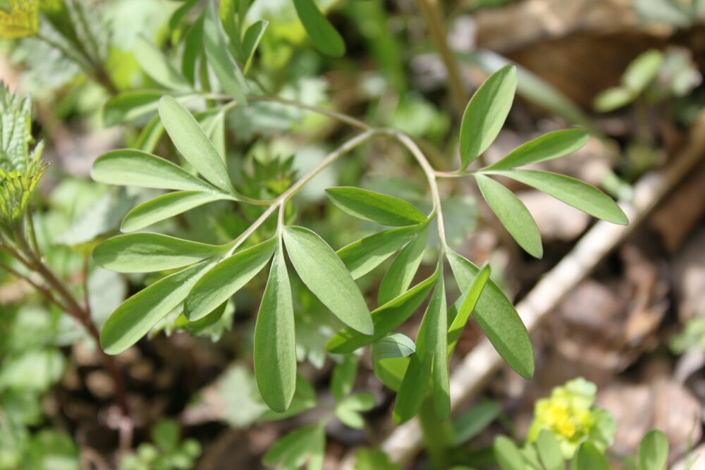 Изображение особи Corydalis subjenisseensis.