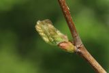 Platanus occidentalis. Часть ветви с начавшим развитие боковым побегом. Санкт-Петербург, Кировский р-н, двор жилого дома, декоративное озеленение. 19.05.2026.