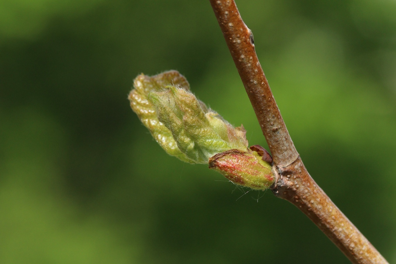 Image of Platanus occidentalis specimen.