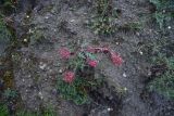 genus Euphorbia. Отцветшее растение. Грузия, край Самцхе-Джавахети, Ахалцихский муниципалитет, левый борт р. Цинубанисцкали, окр. горячего источника Цинубани. 9 июня 2026 г.