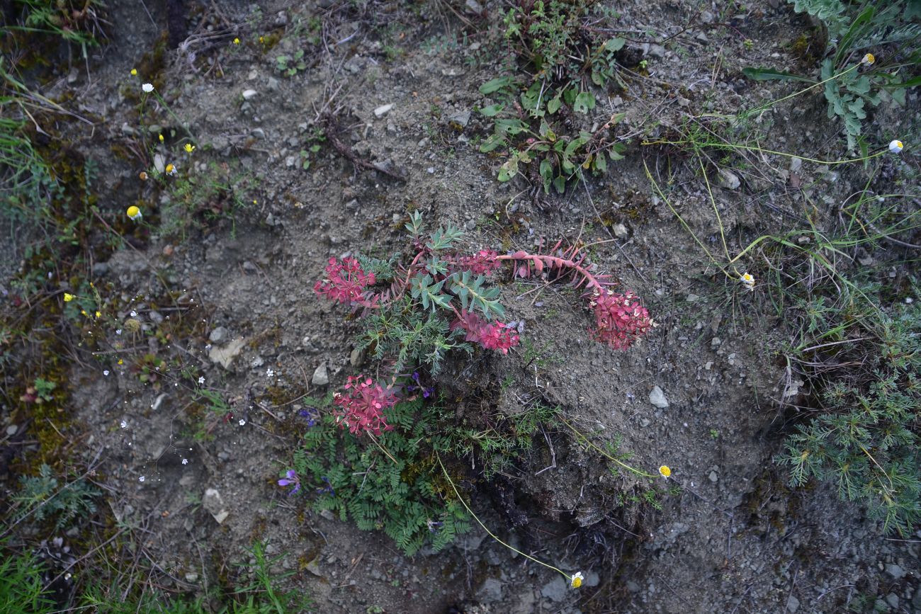 Image of genus Euphorbia specimen.
