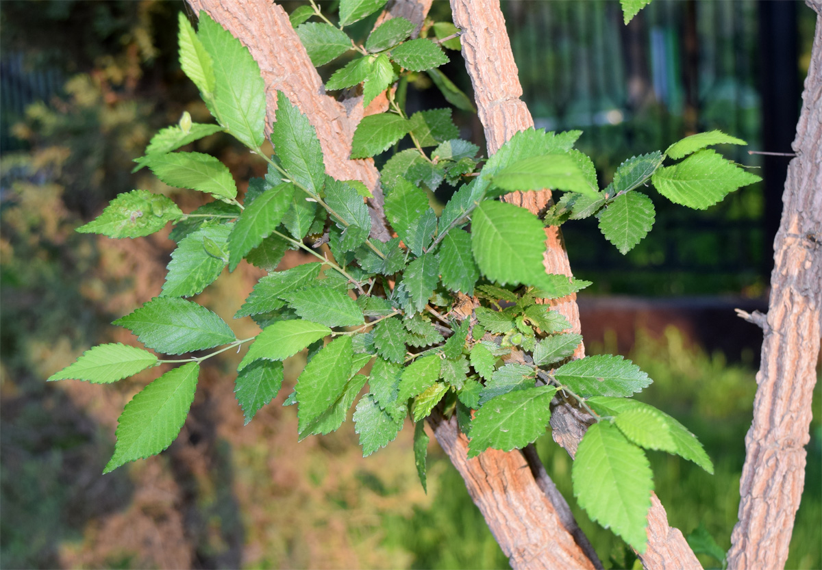 Image of genus Ulmus specimen.