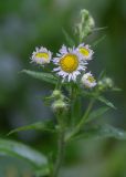 Erigeron annuus