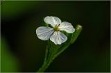 Raphanus raphanistroides. Цветок. Московская обл., Раменский р-н, окр. дер. Хрипань, садовый участок. 05.08.2026.