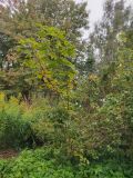 Acer platanoides. Молодое дерево в осенней окраске на опушке леса. Новая Москва, Дмитровский р-н, с. Вороново. 03.09.2026.