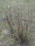 Salix rosmarinifolia. Цветущее растение. Ростовская обл., Усть-Донецкий р-н, окр. станицы Нижнекундрюченская. 02.05.2011.