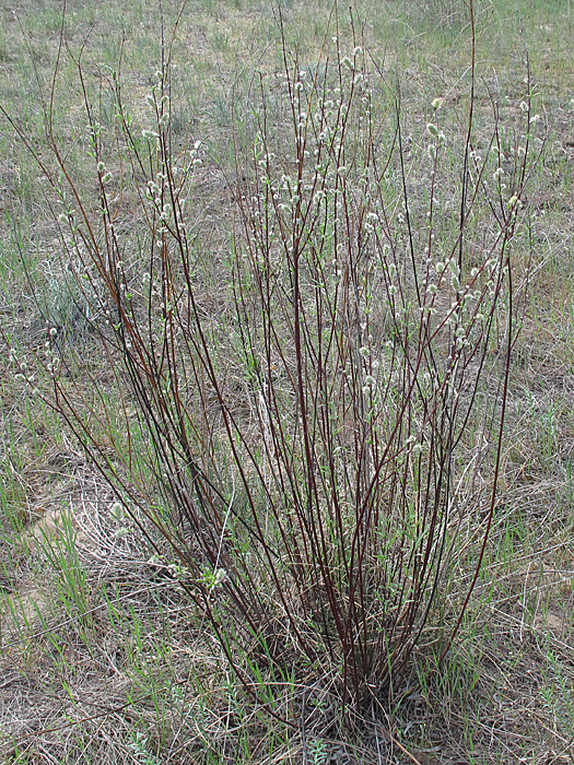 Image of Salix rosmarinifolia specimen.