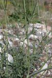 семейство Apiaceae