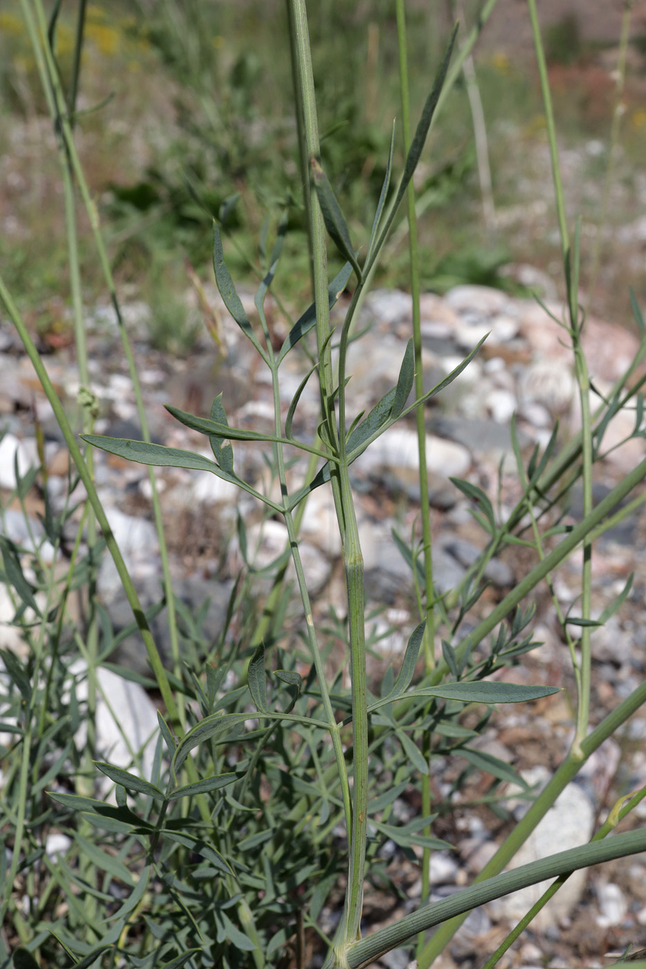 Изображение особи семейство Apiaceae.