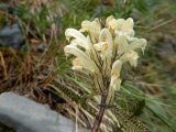 Pedicularis kotuchovii. Соцветие. Казахстан, Восточно-Казахстанская обл., Катон-Карагайский ГНПП, хр. Тарбагатай, пер. Бурхат, кедрово-лиственничное редколесье. 19.06.2020.