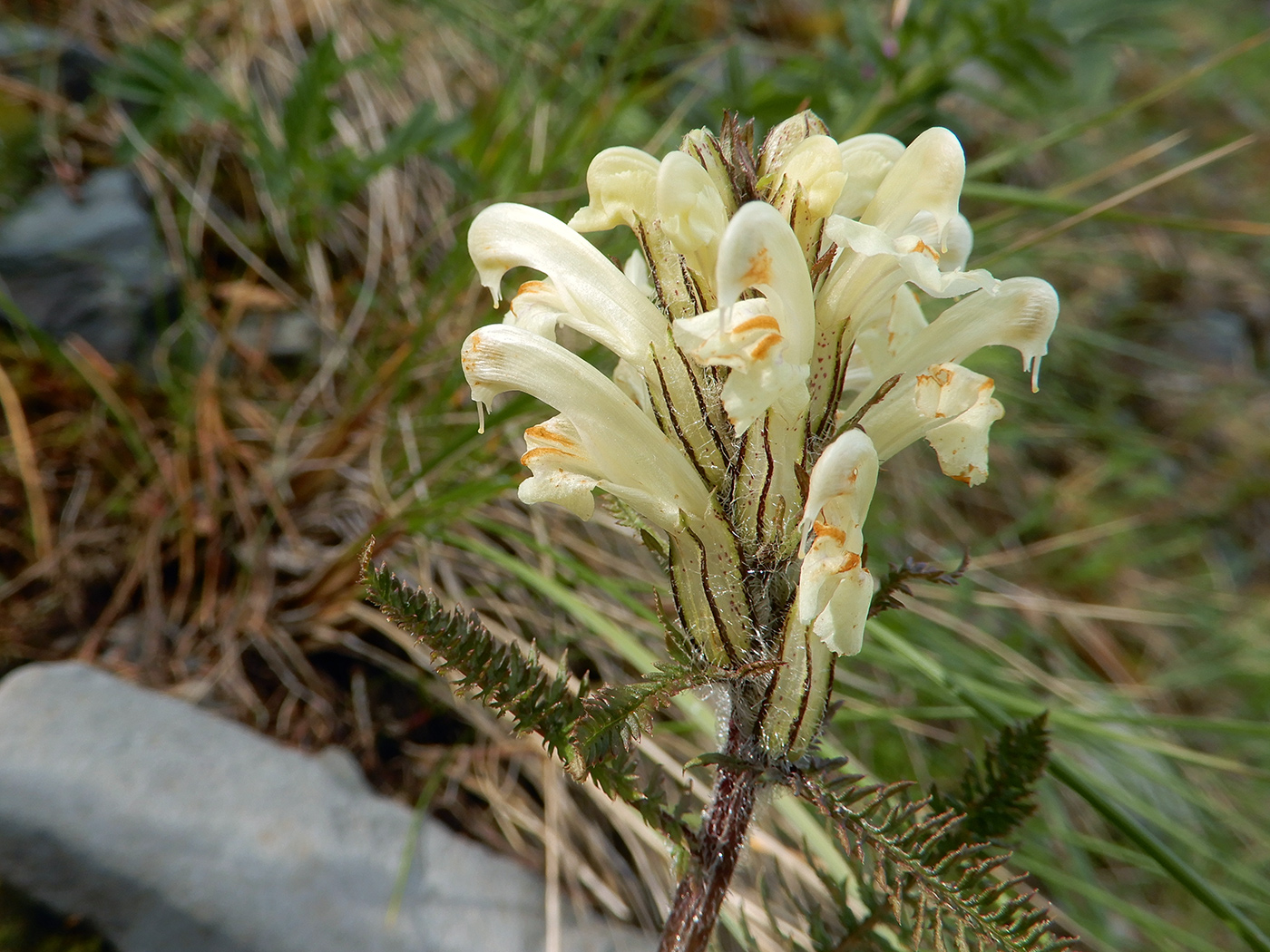 Image of Pedicularis kotuchovii specimen.