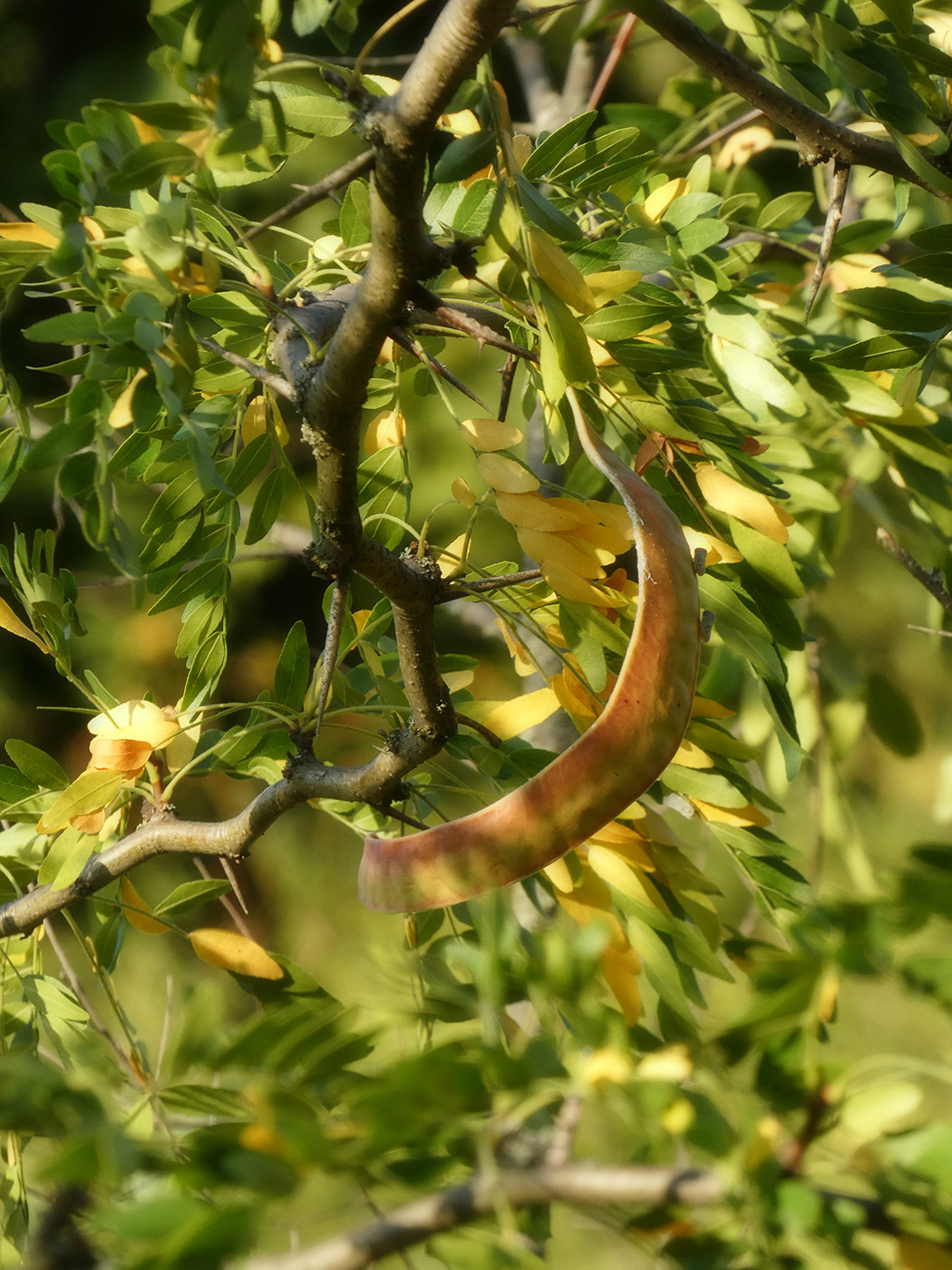 Image of Gleditsia triacanthos specimen.