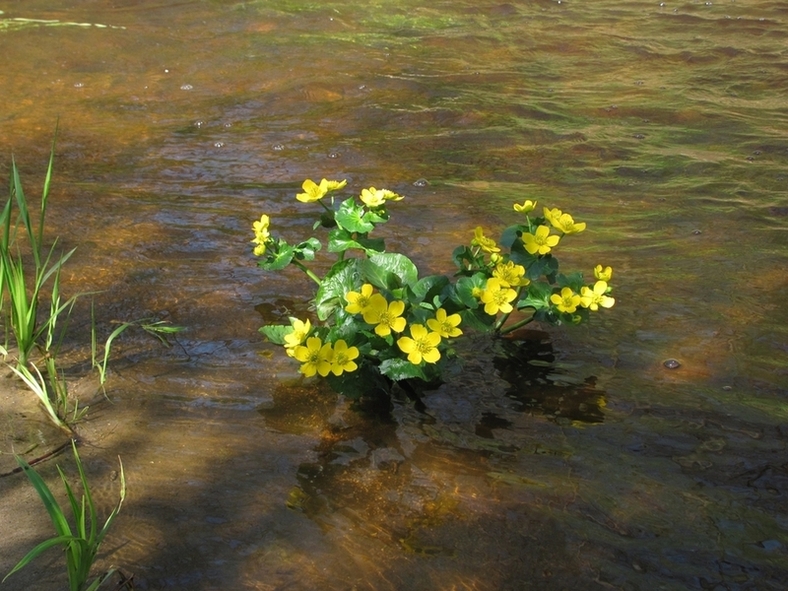 Изображение особи Caltha palustris.