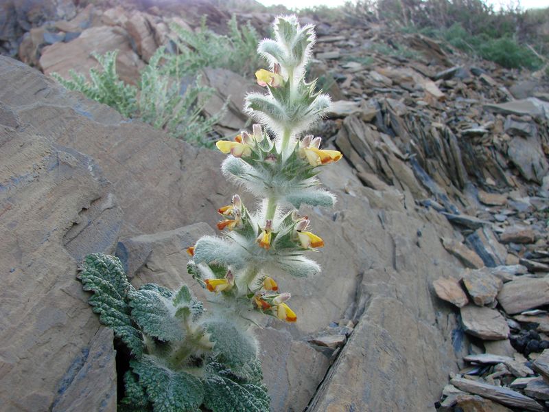 Изображение особи Paraeremostachys anisochila.