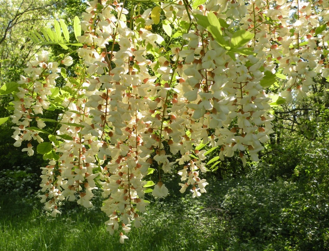 Изображение особи Robinia pseudoacacia.
