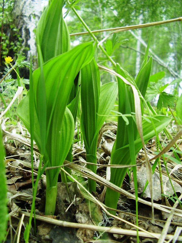 Image of Cypripedium macranthos specimen.