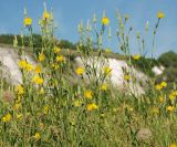 Tragopogon orientalis. Верхушки цветущих растений. Воронежская обл., Лискинский р-н, музей-заповедник \"Дивногорье\". 12.06.2011.