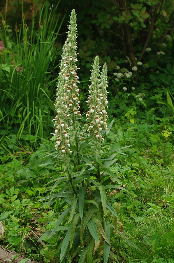 Изображение особи Digitalis lanata.