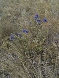 Echinops meyeri