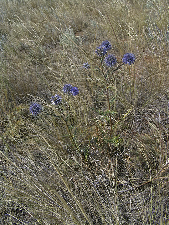 Изображение особи Echinops meyeri.