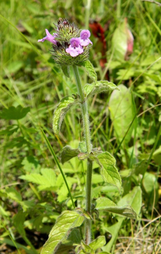 Image of Clinopodium vulgare specimen.