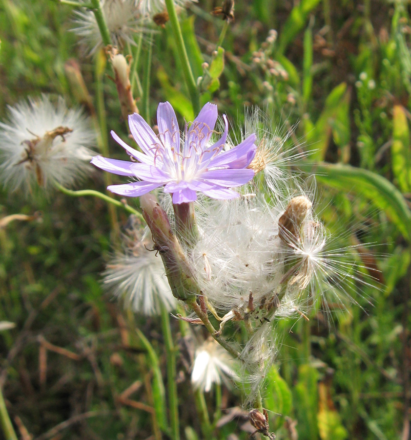 Image of Lactuca tatarica specimen.