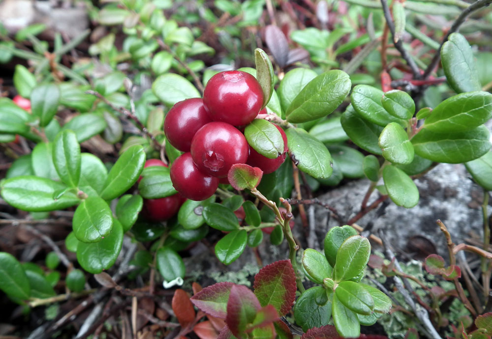 Image of Vaccinium vitis-idaea var. minus specimen.