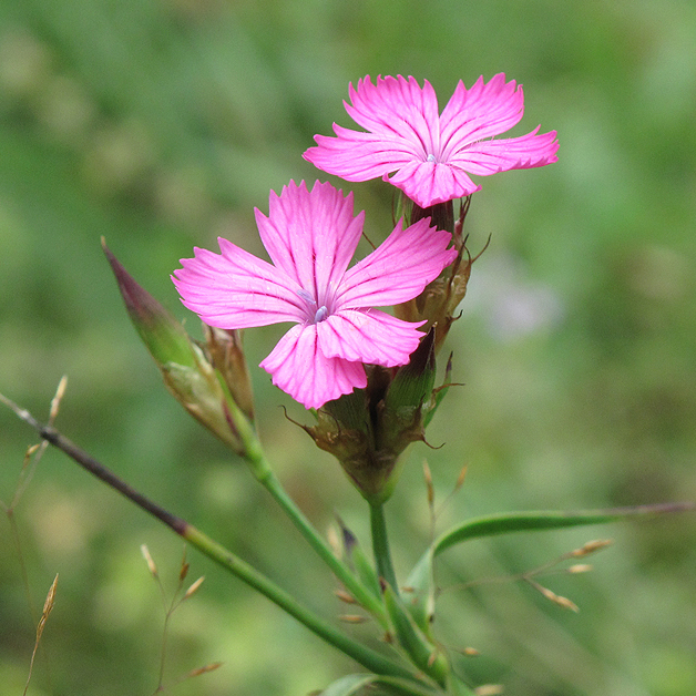 Изображение особи Dianthus ruprechtii.