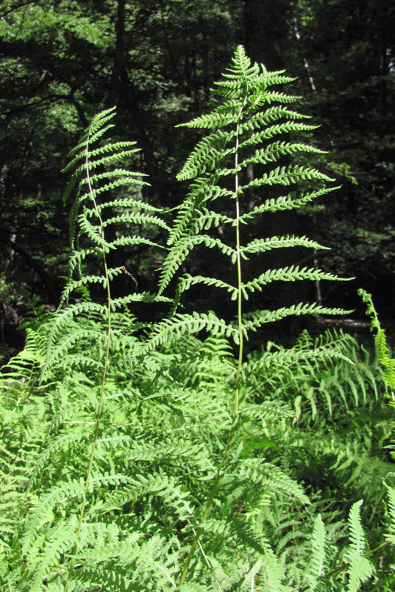 Изображение особи Thelypteris palustris.