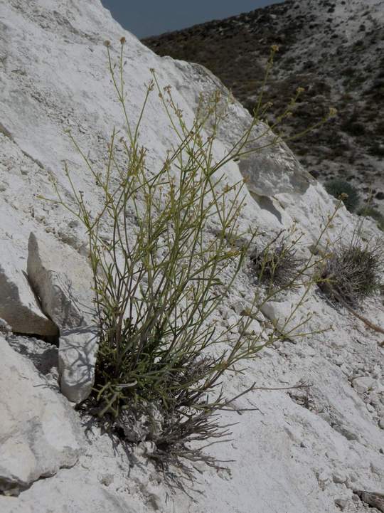 Изображение особи Lepidium meyeri.