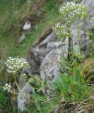 Valeriana montana