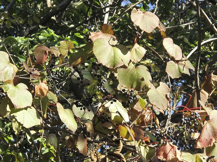 Image of Vitis amurensis specimen.