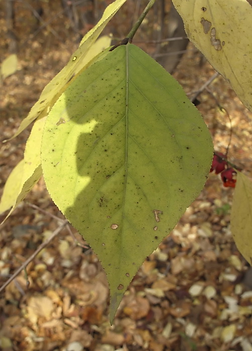 Изображение особи Euonymus maximowiczianus.