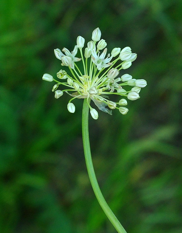 Image of Allium saposhnikovii specimen.