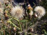 Hieracium umbellatum