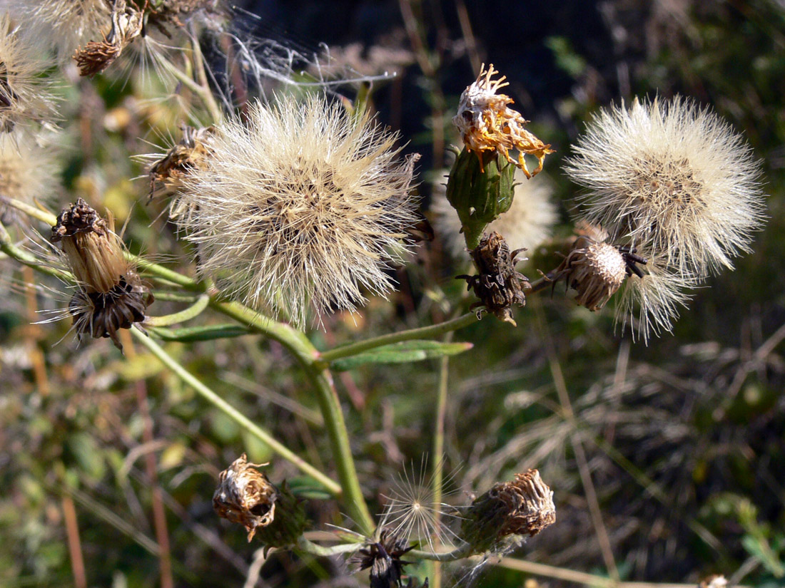 Image of Hieracium umbellatum specimen.