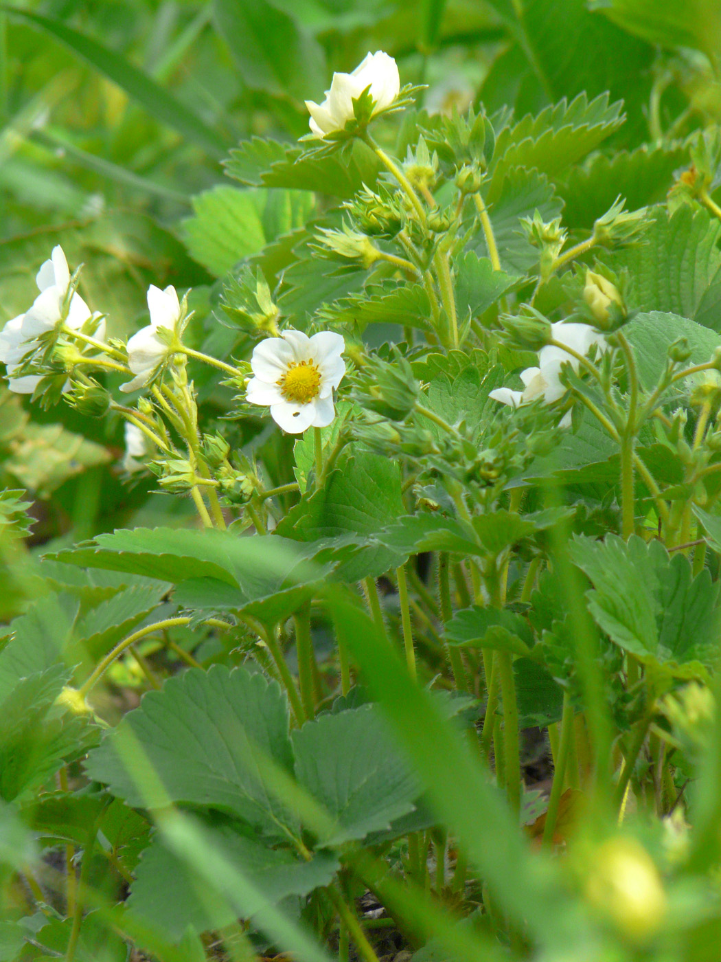 Изображение особи Fragaria &times; ananassa.