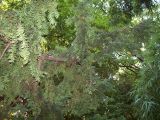 Taxus baccata. Ветвь. Южный Берег Крыма, Никитский ботанический сад. 25 августа 2007 г.