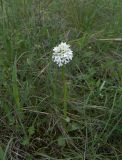 Neotinea tridentata