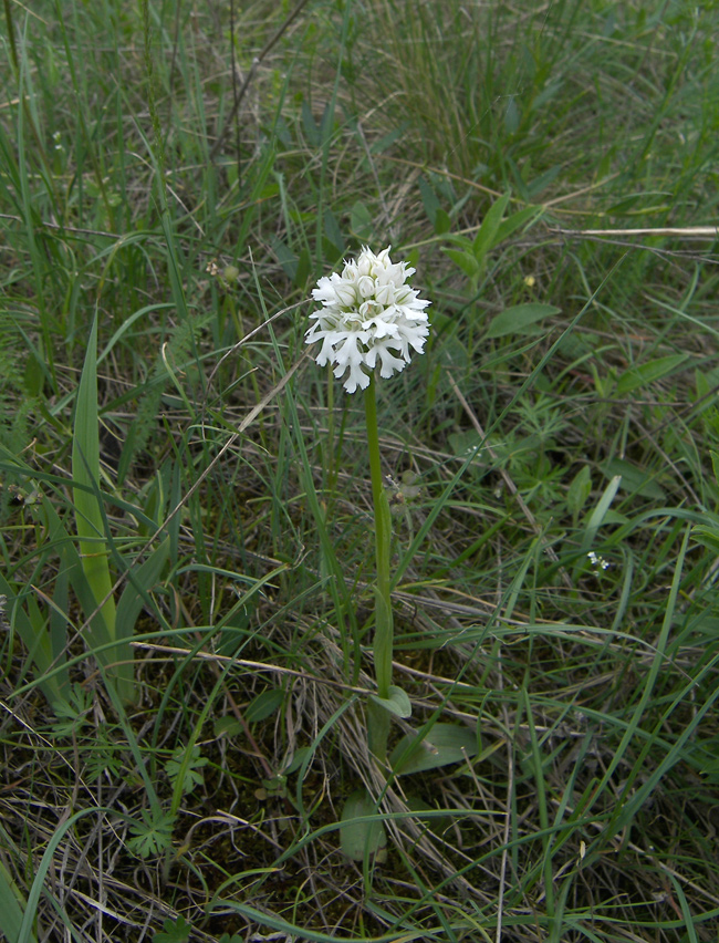 Изображение особи Neotinea tridentata.