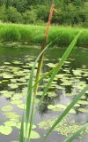 Typha latifolia