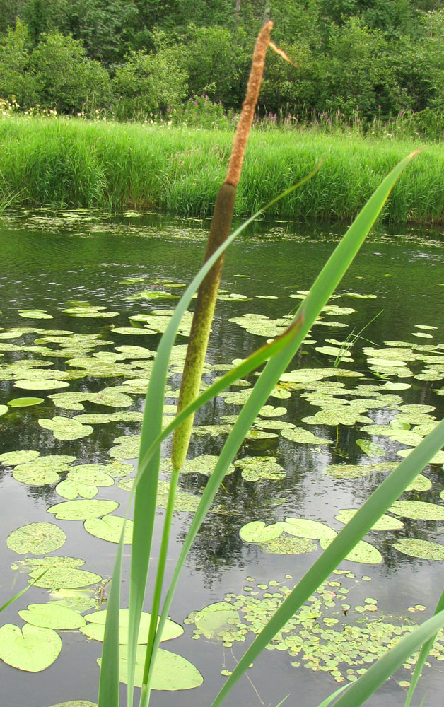 Изображение особи Typha latifolia.