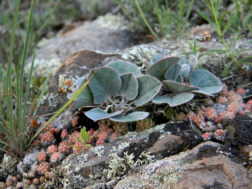 Изображение особи Gueldenstaedtia monophylla.