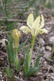 Iris pumila