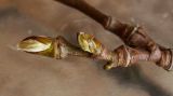Platanus × acerifolia. Распускающиеся почки укороченного побега. Германия, г. Кемпен, в культуре. 08.03.2012.