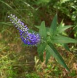 Veronica longifolia. Верхушка цветущего растения. Курская обл., Железногорский р-н, ур. Кармановская дача. 24 июля 2007 г.