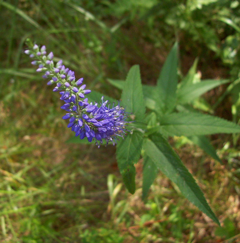 Изображение особи Veronica longifolia.