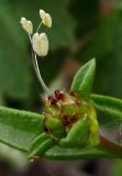 Plantago sarcophylla