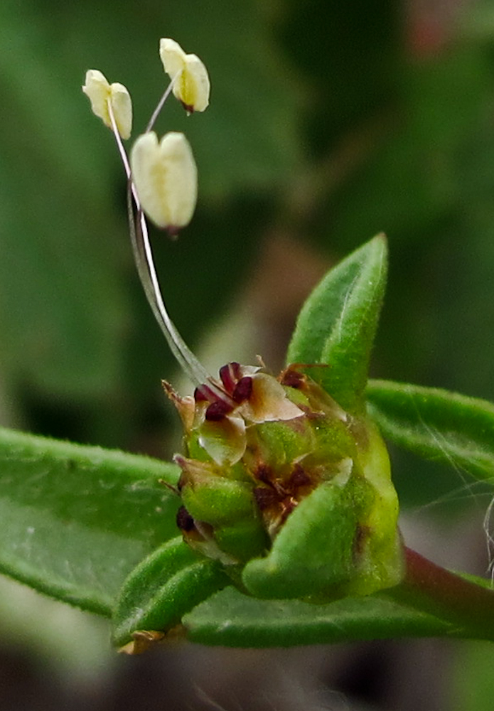 Image of Plantago sarcophylla specimen.
